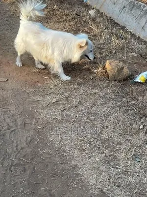 1+ year Male Purebred Japanese Spitz