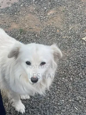 1+ year Male Purebred Japanese Spitz