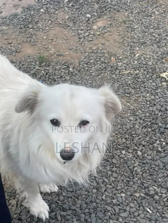 1+ year Male Purebred Japanese Spitz