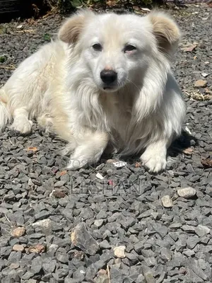 1+ year Male Purebred Japanese Spitz