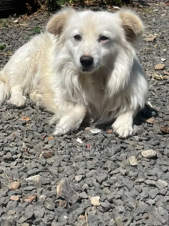 1+ year Male Purebred Japanese Spitz