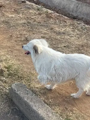 1+ year Male Purebred Japanese Spitz