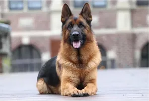 3-6 months Male Purebred German Shepherd