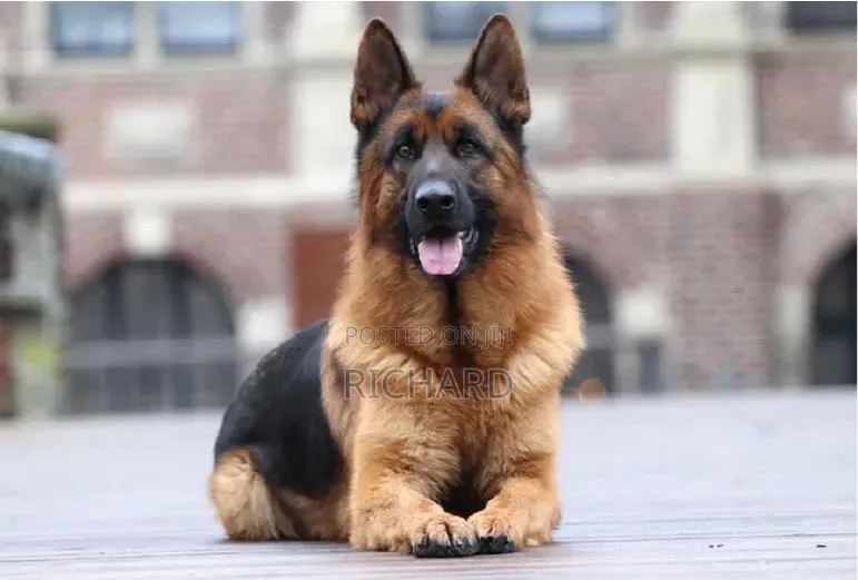 3-6 months Male Purebred German Shepherd
