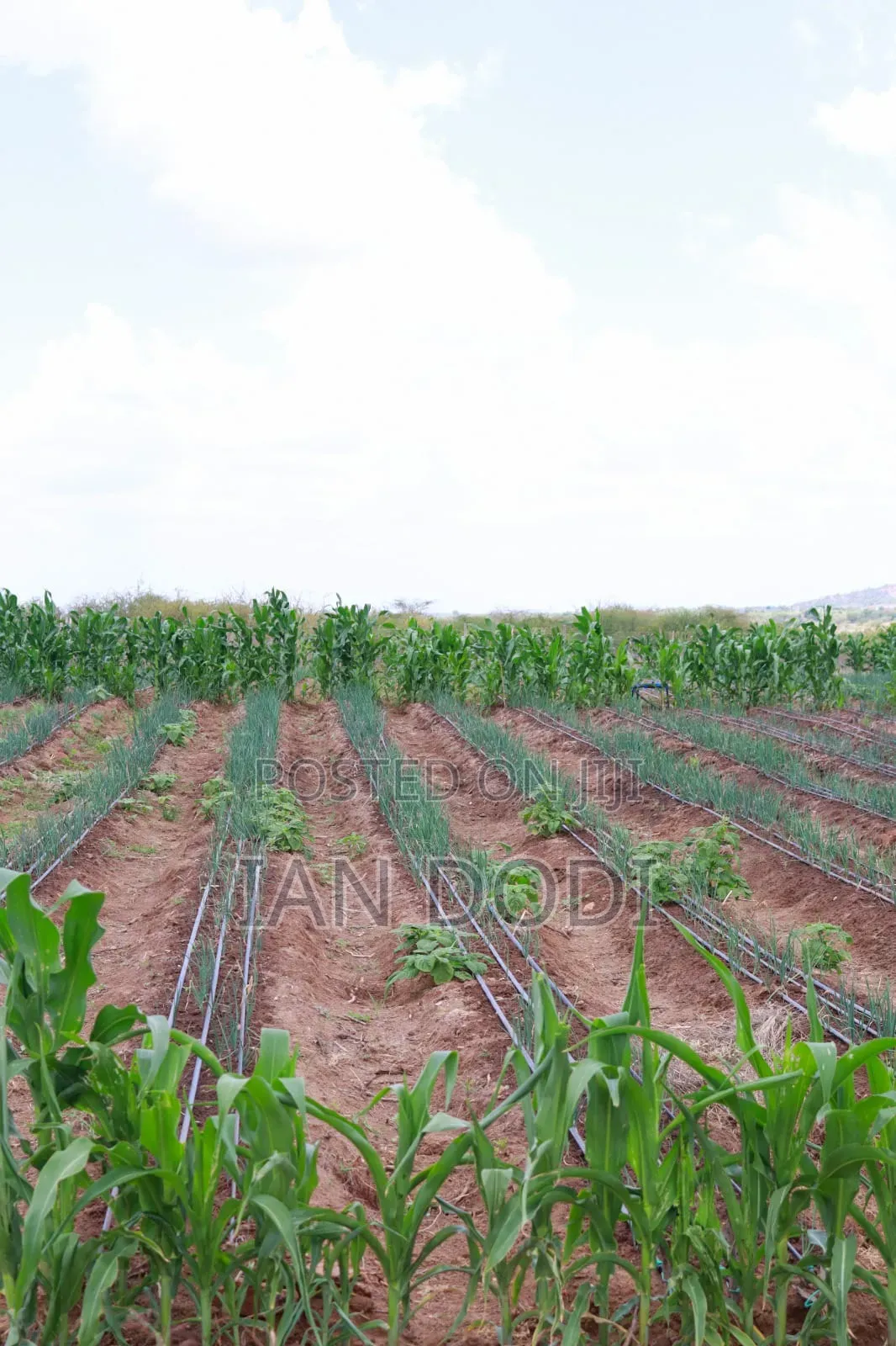 Land for Sale