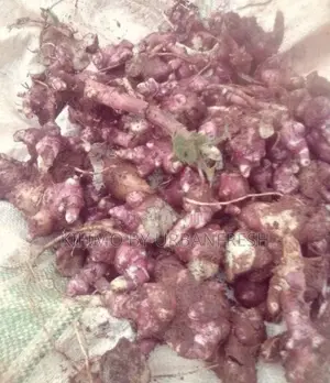 Yacon Planting Rhizome ( 10 )
