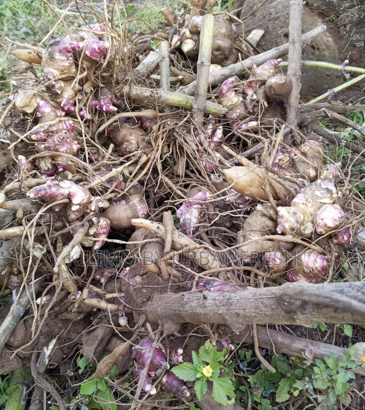 Yacon Planting Rhizome ( 10 )