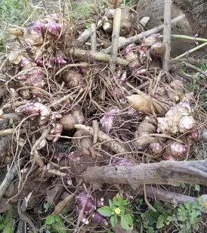 Yacon Planting Rhizome ( 10 )