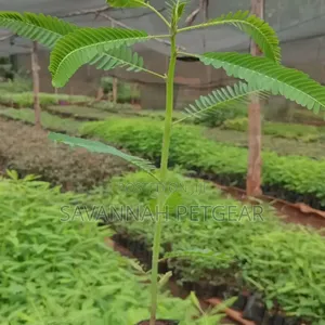 Sesbania Sesban Tree Seedlings for Sale