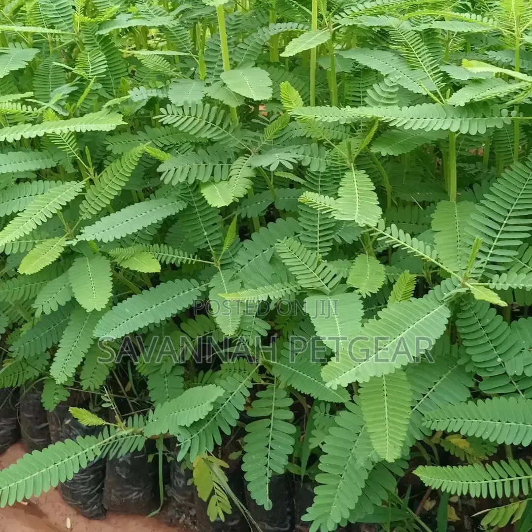 Sesbania Sesban Tree Seedlings for Sale