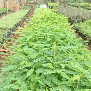 Sesbania Sesban Tree Seedlings for Sale