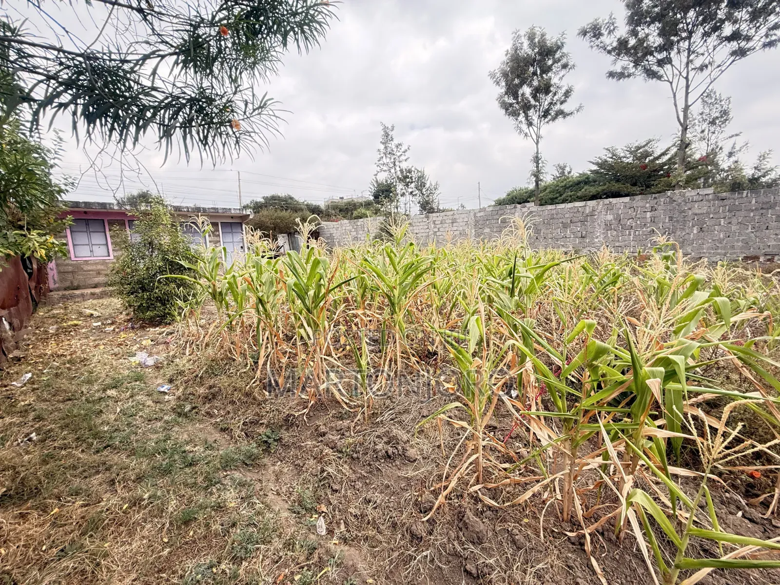 1/4 Acre Ruai