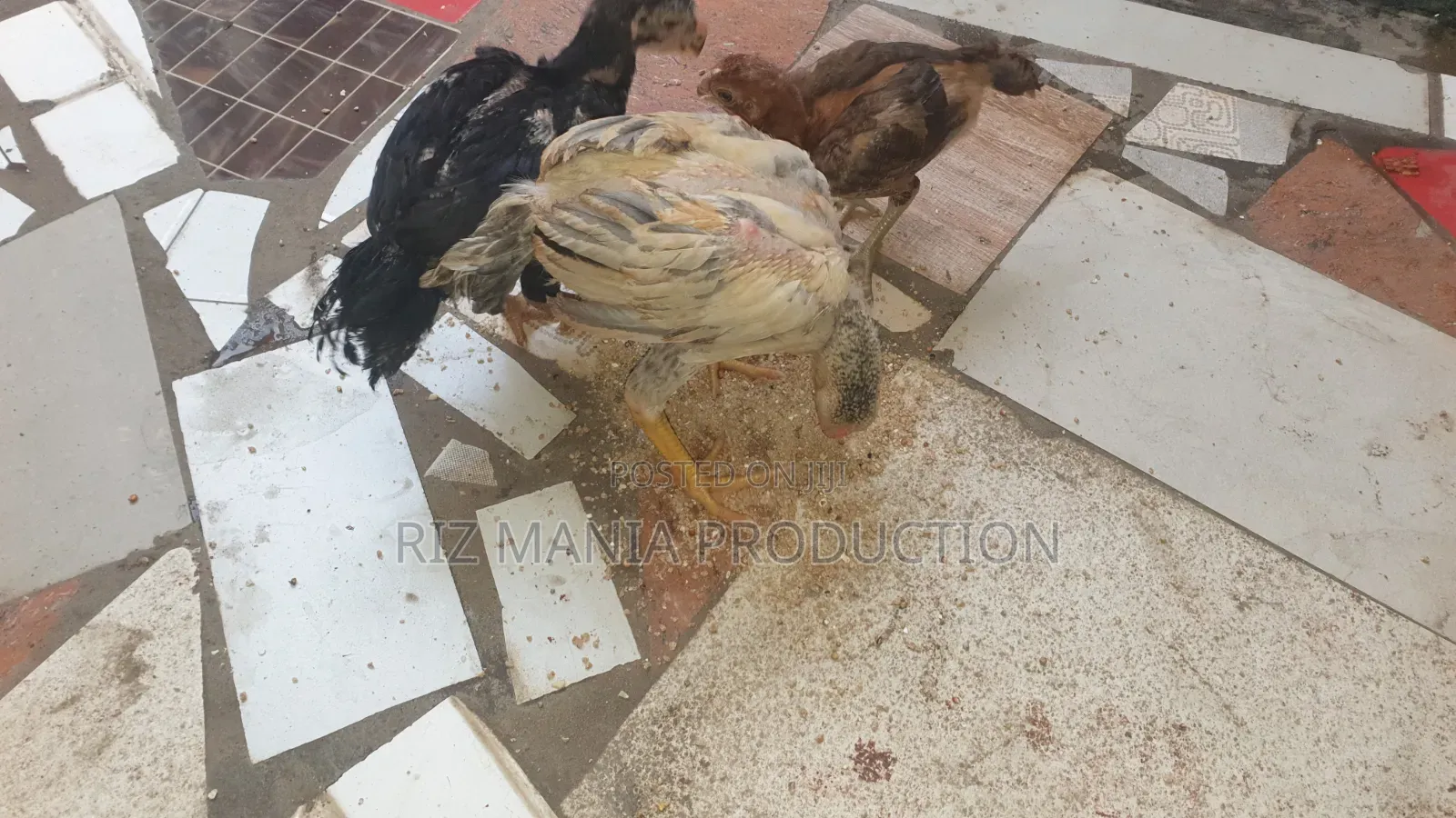 Kuchi Chicks
