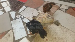 Kuchi Chicks