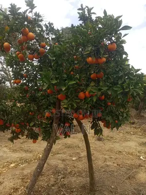 Pixies,tangerines and Oranges