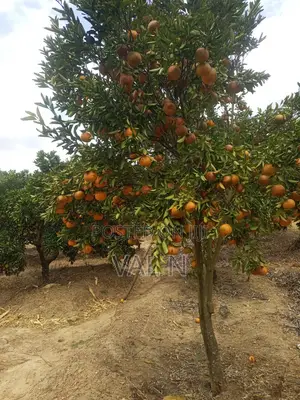 Pixies,tangerines and Oranges