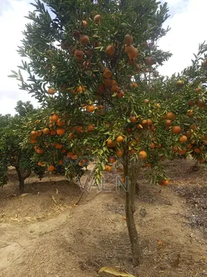Pixies,tangerines and Oranges