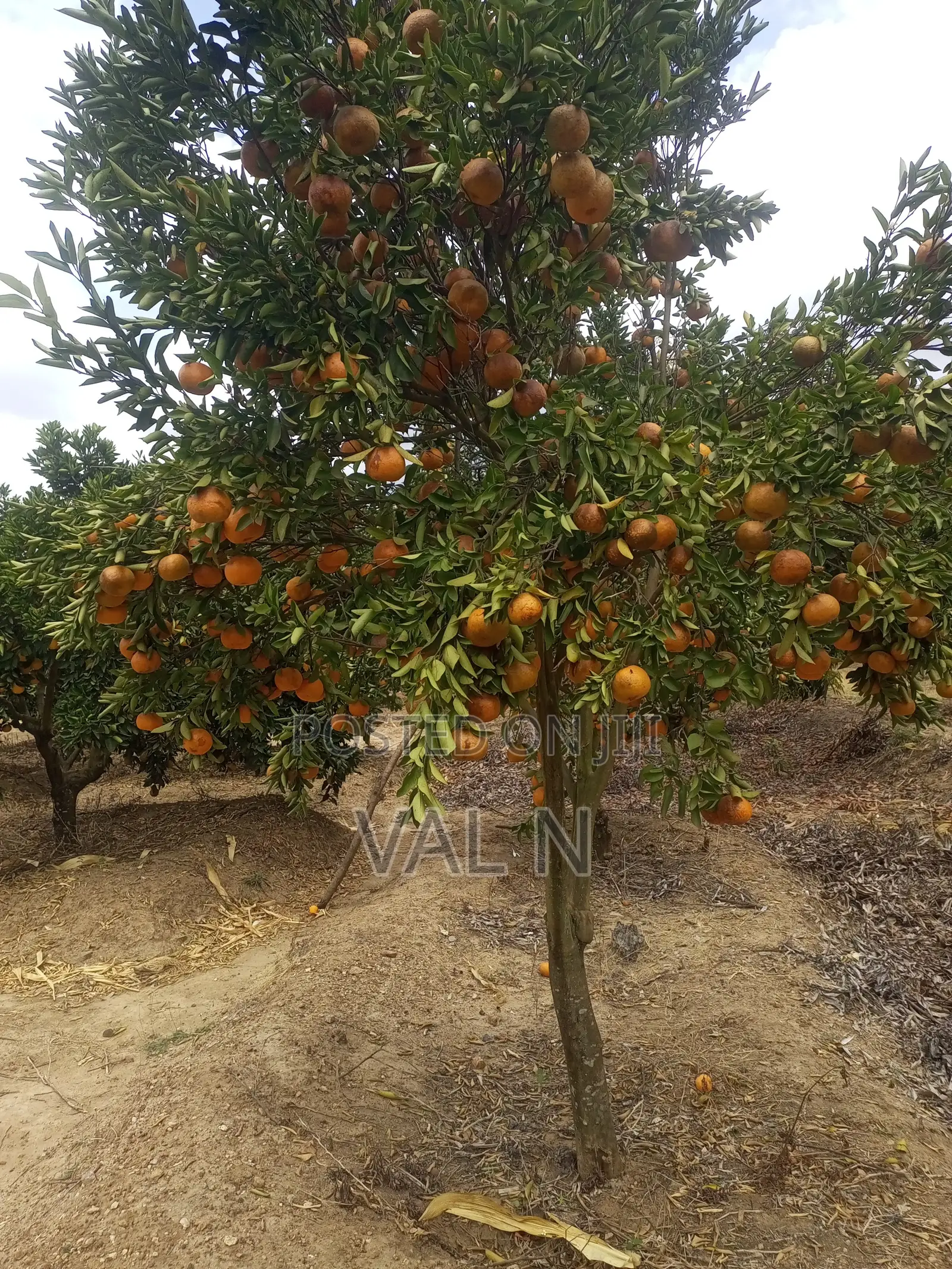 Pixies,tangerines and Oranges