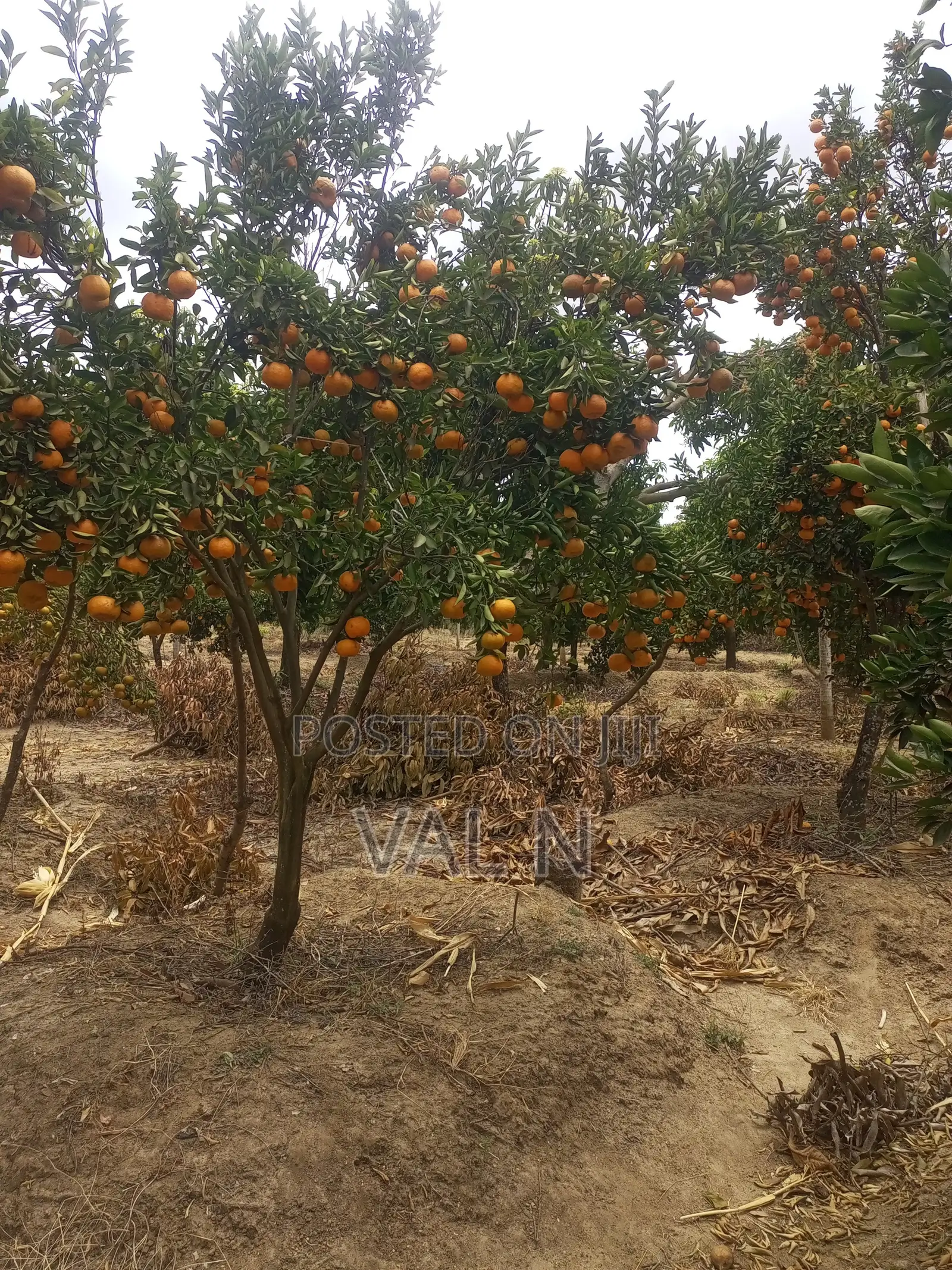 Pixies,tangerines and Oranges