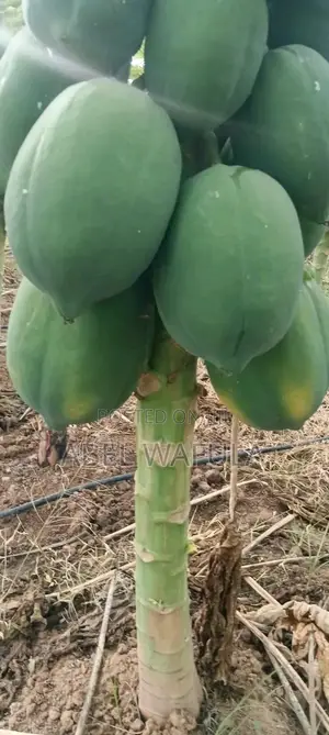 Fruits Pawpaw