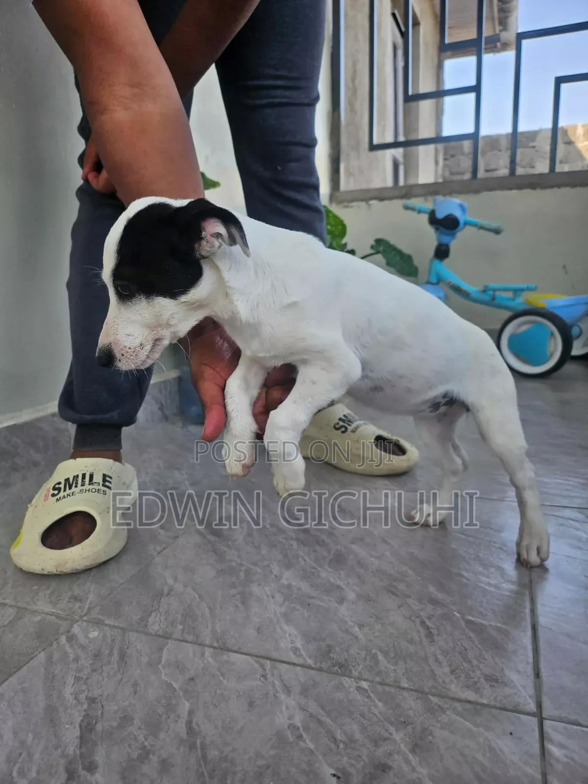 3-6 months Female Mixed Breed Jack Russell Terrier