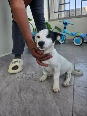 3-6 months Female Mixed Breed Jack Russell Terrier
