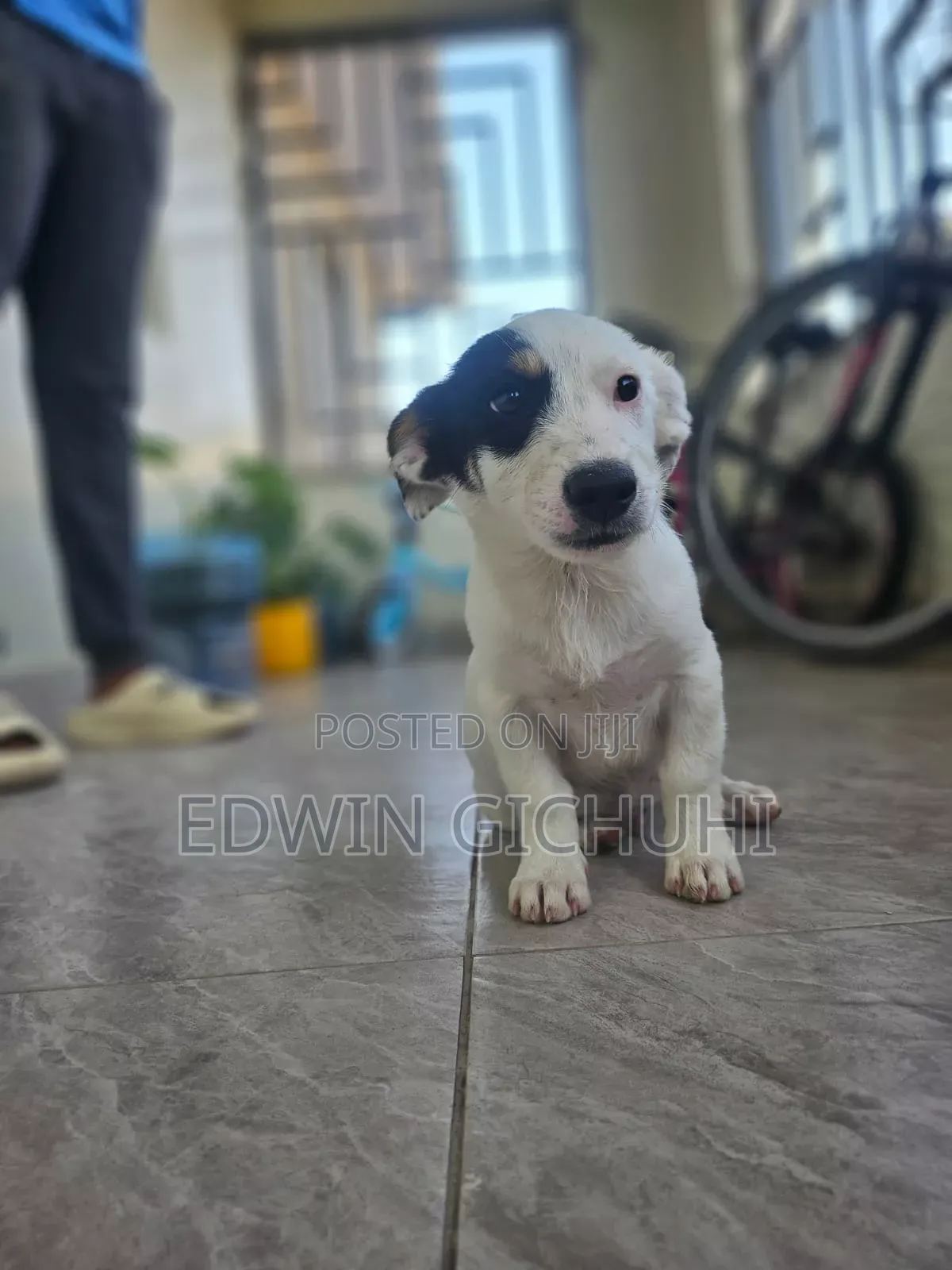 3-6 months Female Mixed Breed Jack Russell Terrier
