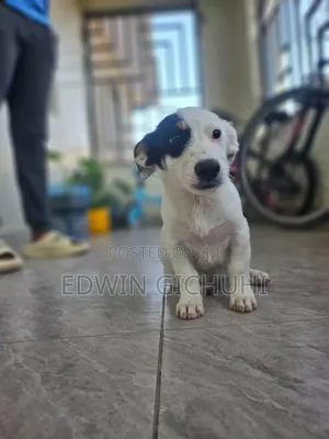 3-6 months Female Mixed Breed Jack Russell Terrier