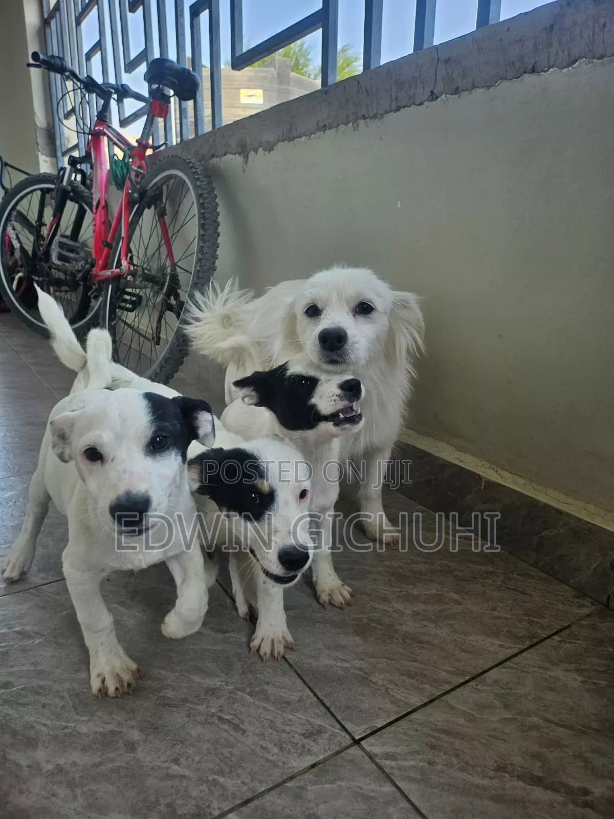 3-6 months Female Mixed Breed Jack Russell Terrier