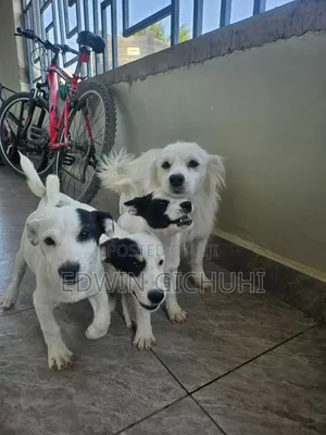 3-6 months Female Mixed Breed Jack Russell Terrier