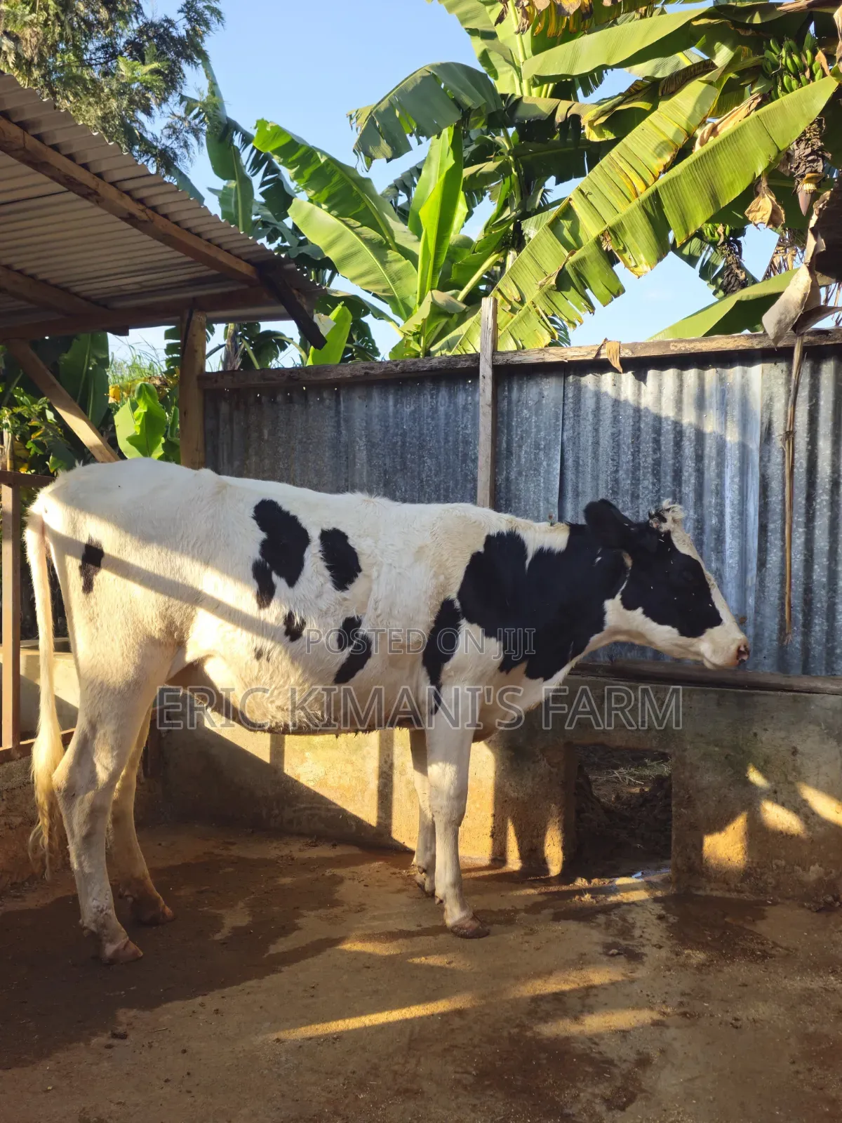 Holstein Incalf
