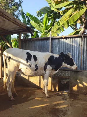Holstein Incalf