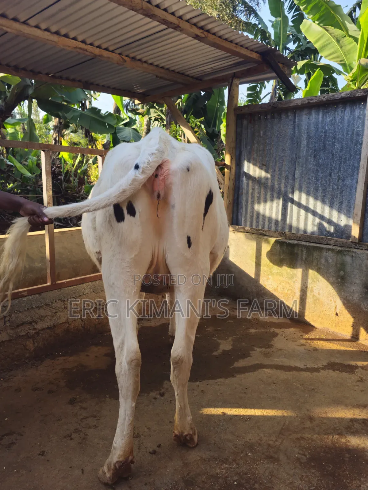 Holstein Incalf