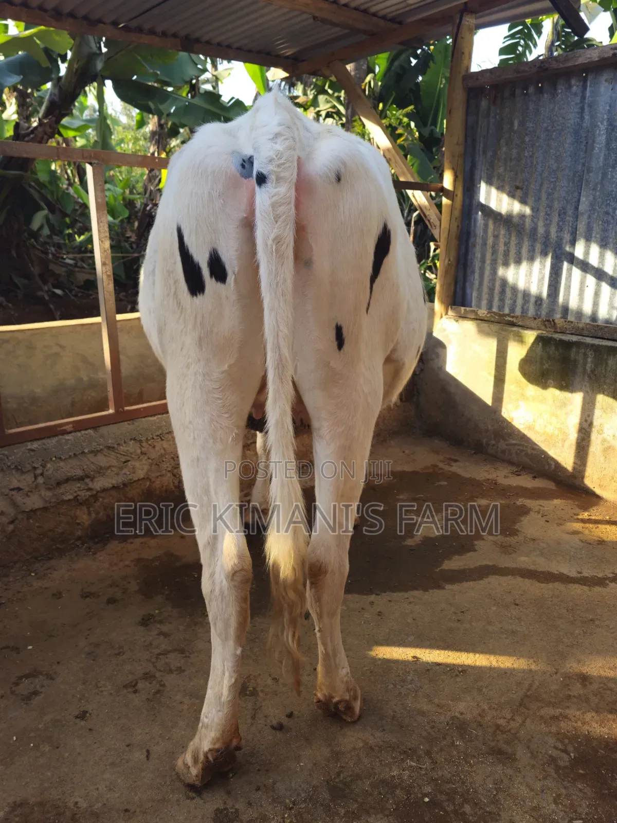 Holstein Incalf