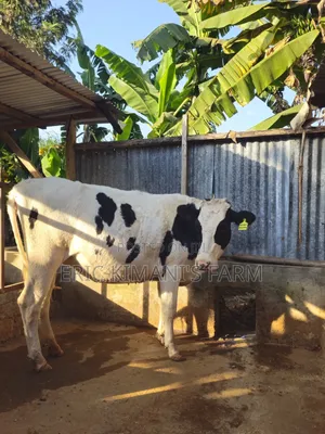 Holstein Incalf
