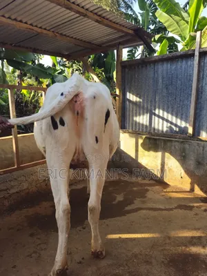 Holstein Incalf