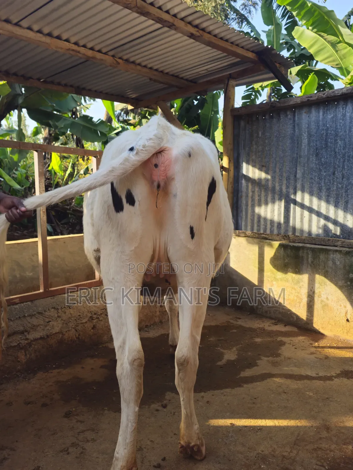 Holstein Incalf