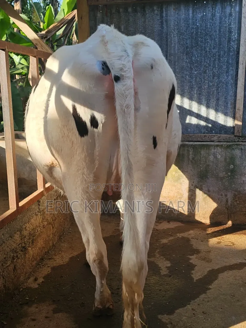 Holstein Incalf