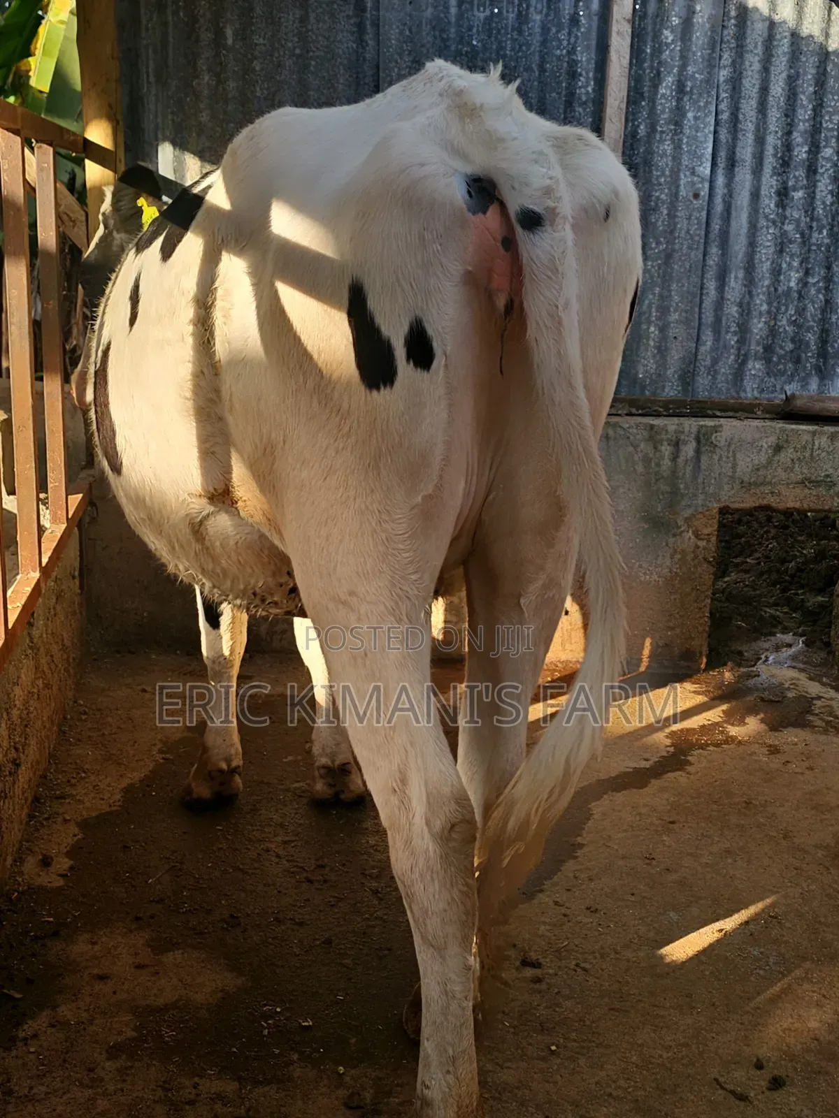 Holstein Incalf
