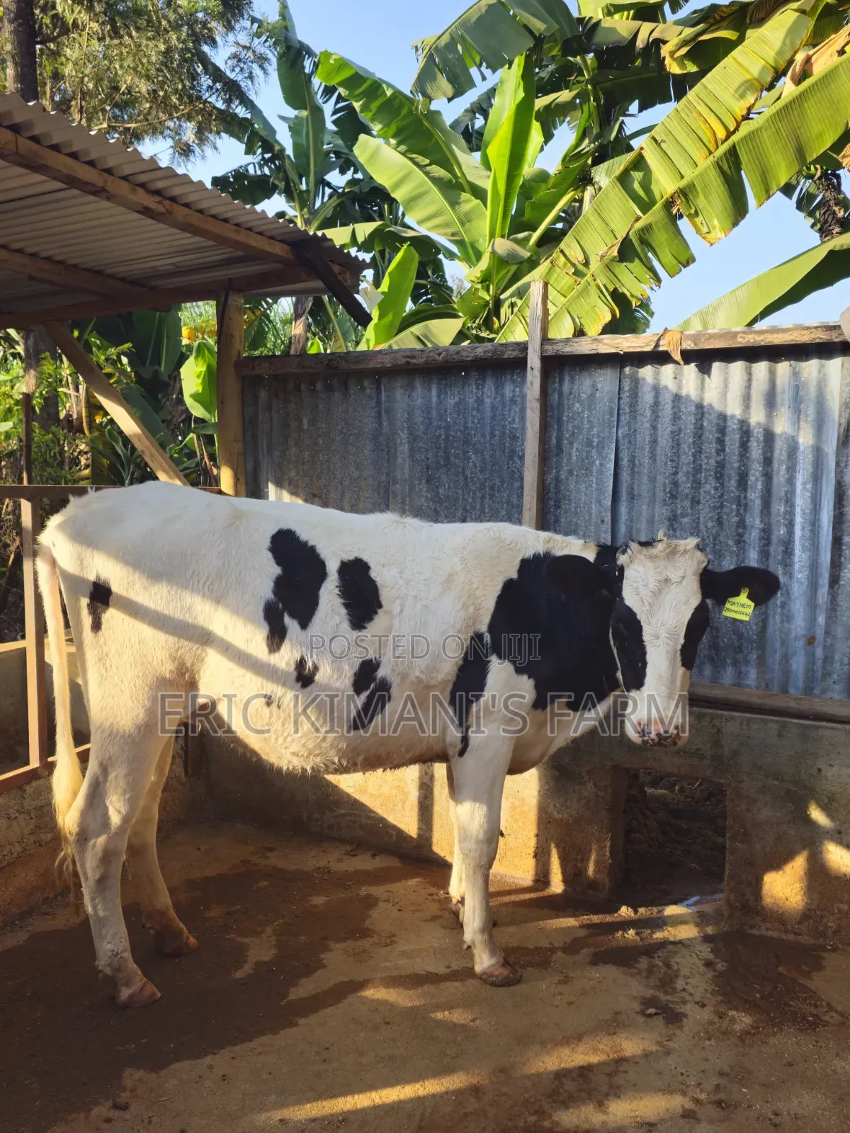 Holstein Incalf