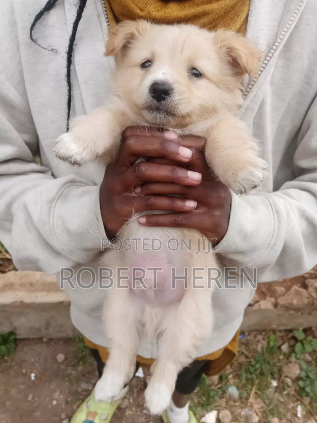 1-3 months Male Purebred Chihuahua