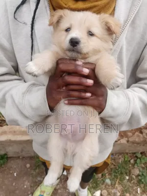 1-3 months Male Purebred Chihuahua