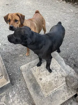 1+ year Female Mixed Breed Dog