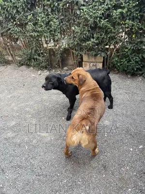1+ year Female Mixed Breed Dog