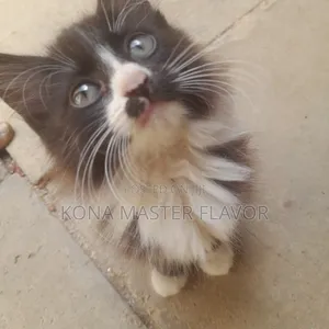 1-3 months Female Purebred Persian