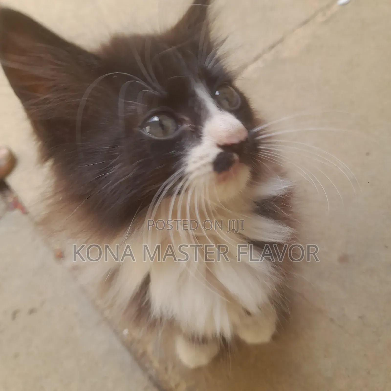 1-3 months Female Purebred Persian