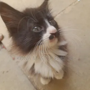 1-3 months Female Purebred Persian