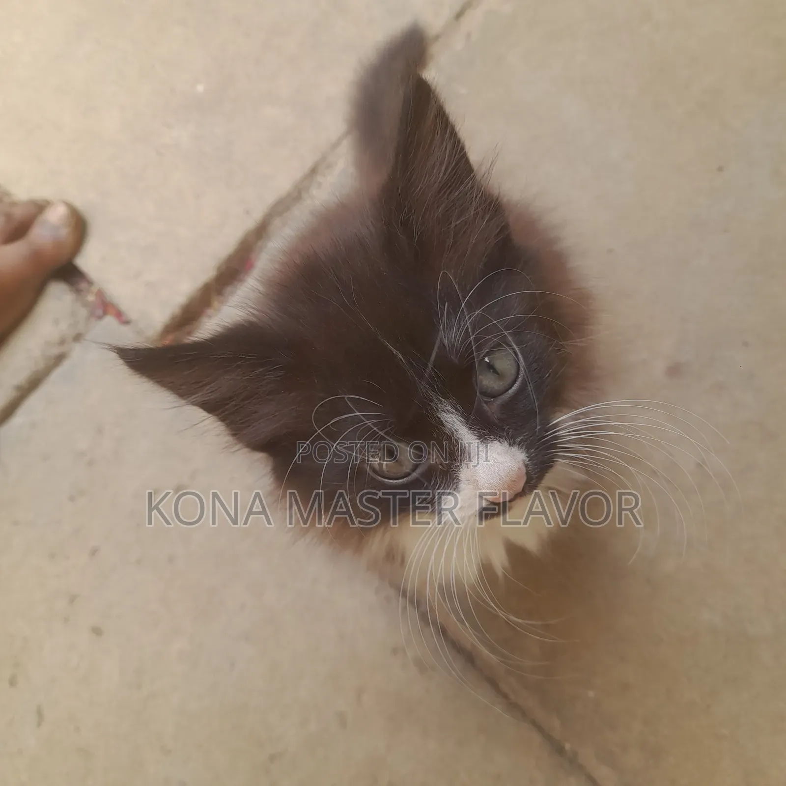 1-3 months Female Purebred Persian
