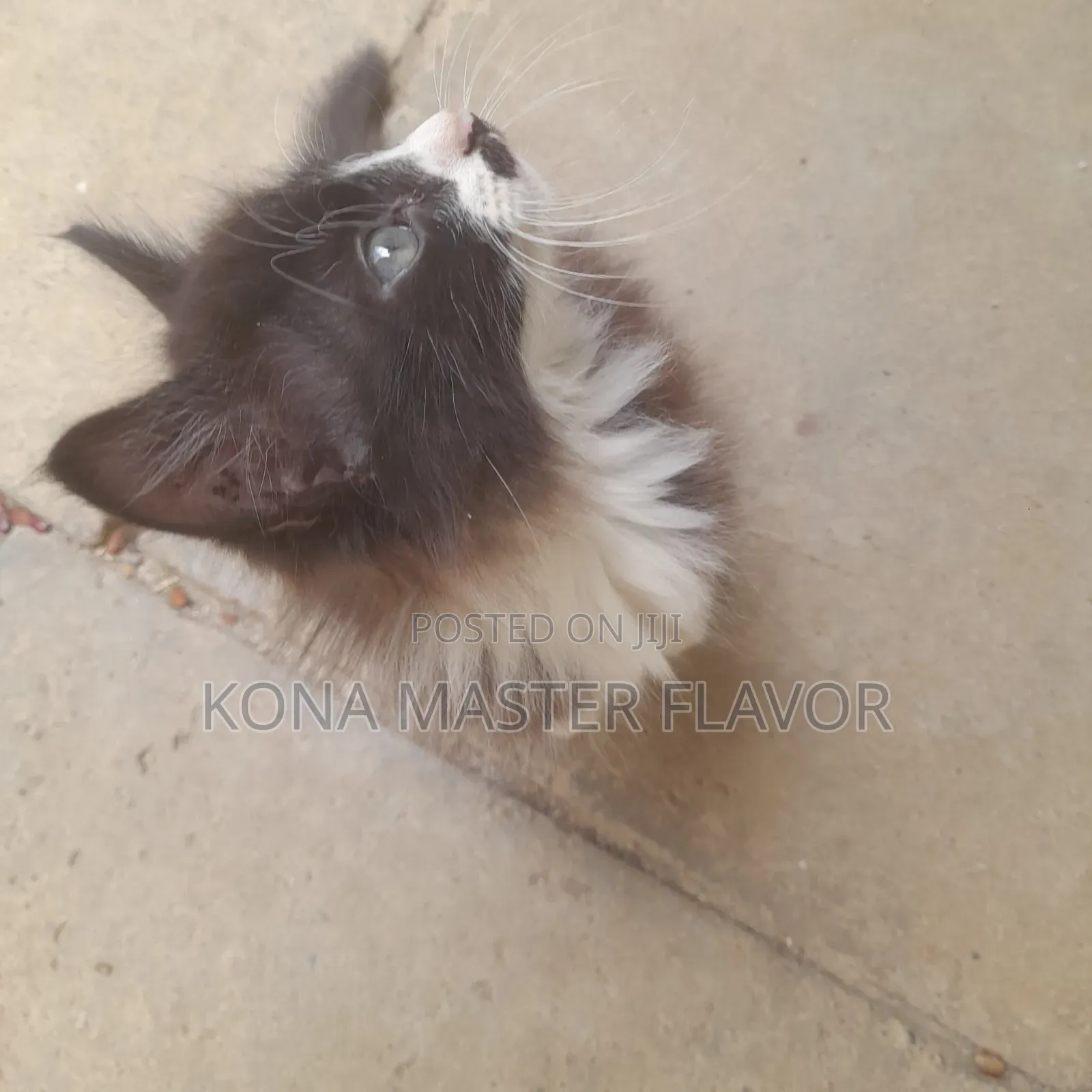 1-3 months Female Purebred Persian