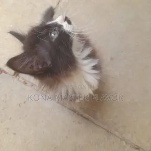 1-3 months Female Purebred Persian